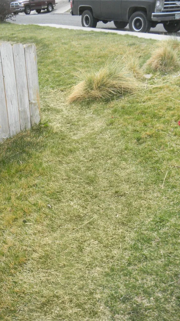 I Grew Up Dating The Boy Next Door. This Is The Path That's Been Worn Between Our Yards Over The Years