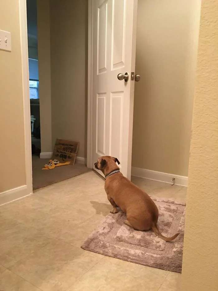El perro al fin se ha dado cuenta de que estoy embarazada y monta guardia mientras hago pis