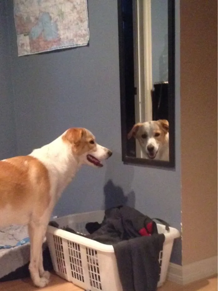 A mi perro le gusta mirarme a través de espejos