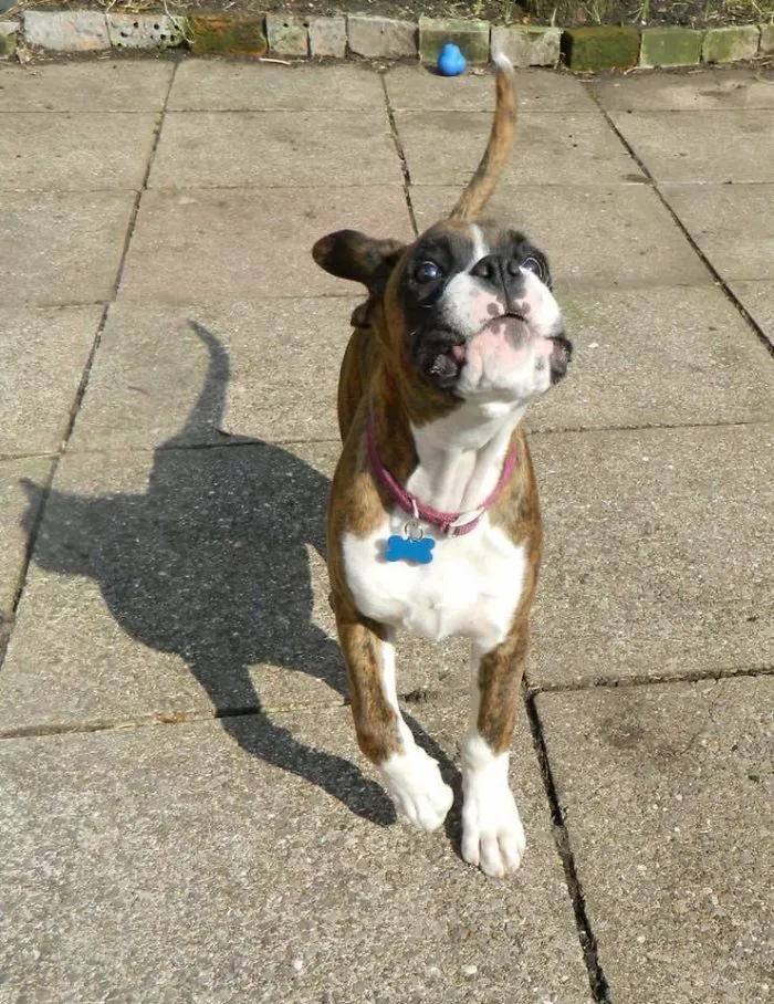 Perro con sombra de gato