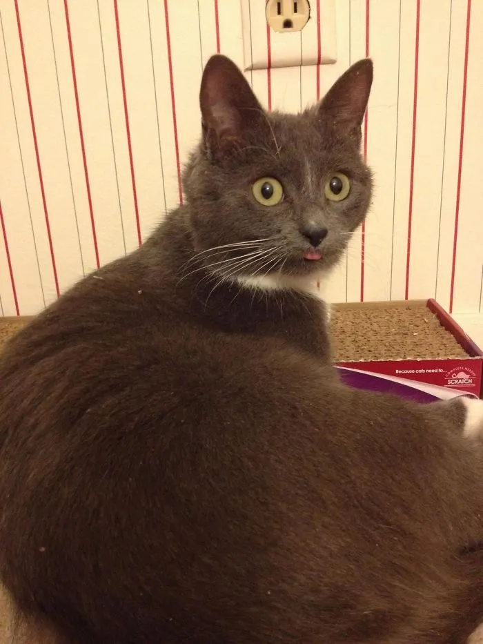 My New Cat On The 'Nip