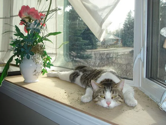 Catnip... Not Even Once