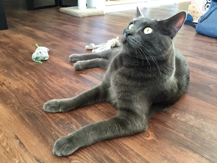 After Eating A Bunch Of Catnip, Gus Just Sat There Staring At Nothing For A Couple Minutes