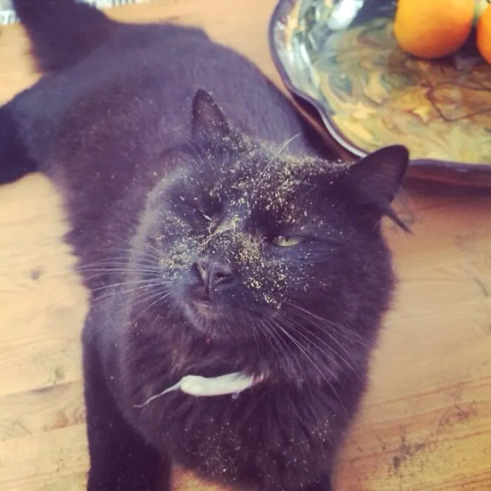 Found Our Cat On The Table, Completely Out Of His Mind On Catnip