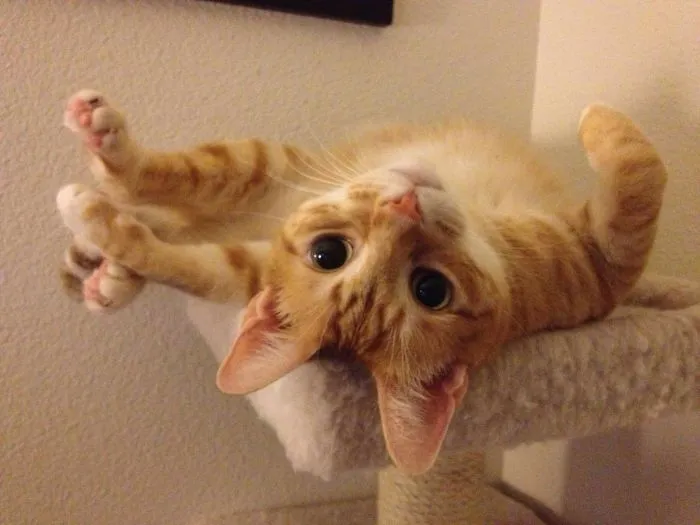 So I Gave My Cat Catnip Last Night
