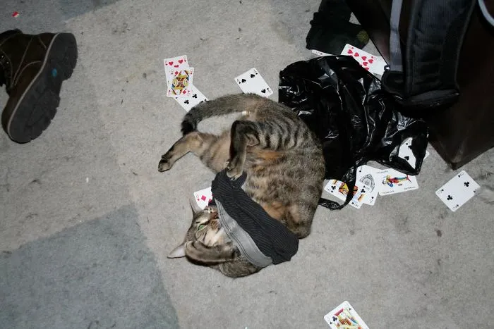 Le di nébeda a mi gato y me marché, al volver encontré esto
