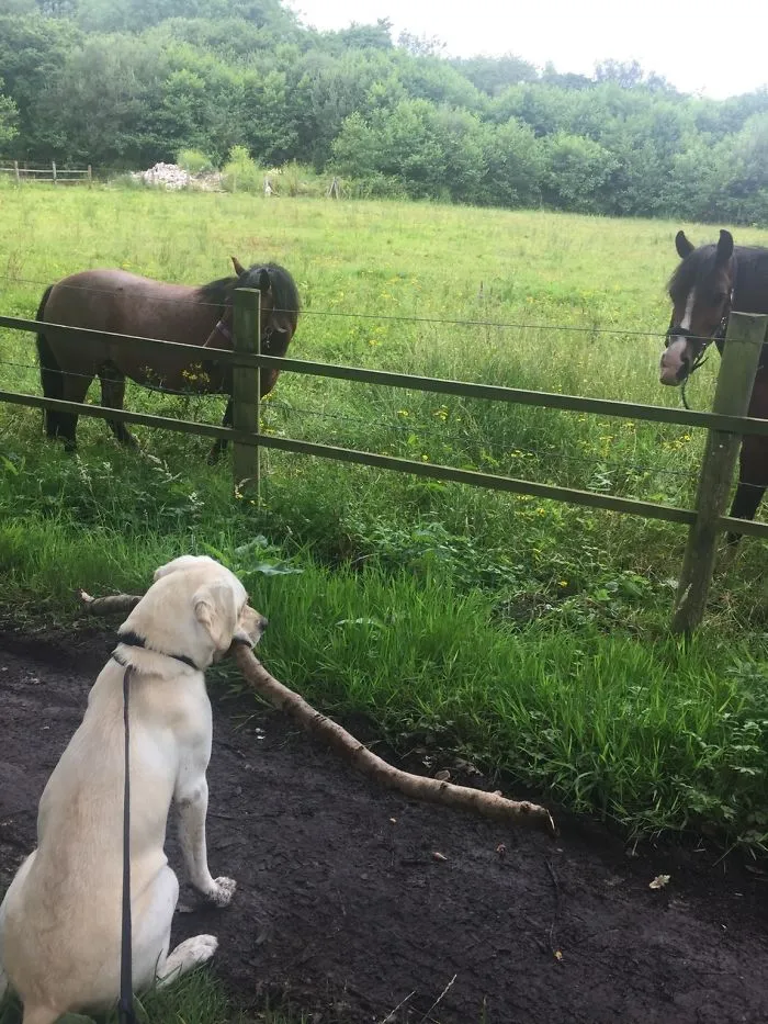 Siempre que paseo a mi perro, busca el palo más grande para llevárselo como regalo a los "perros grandes"