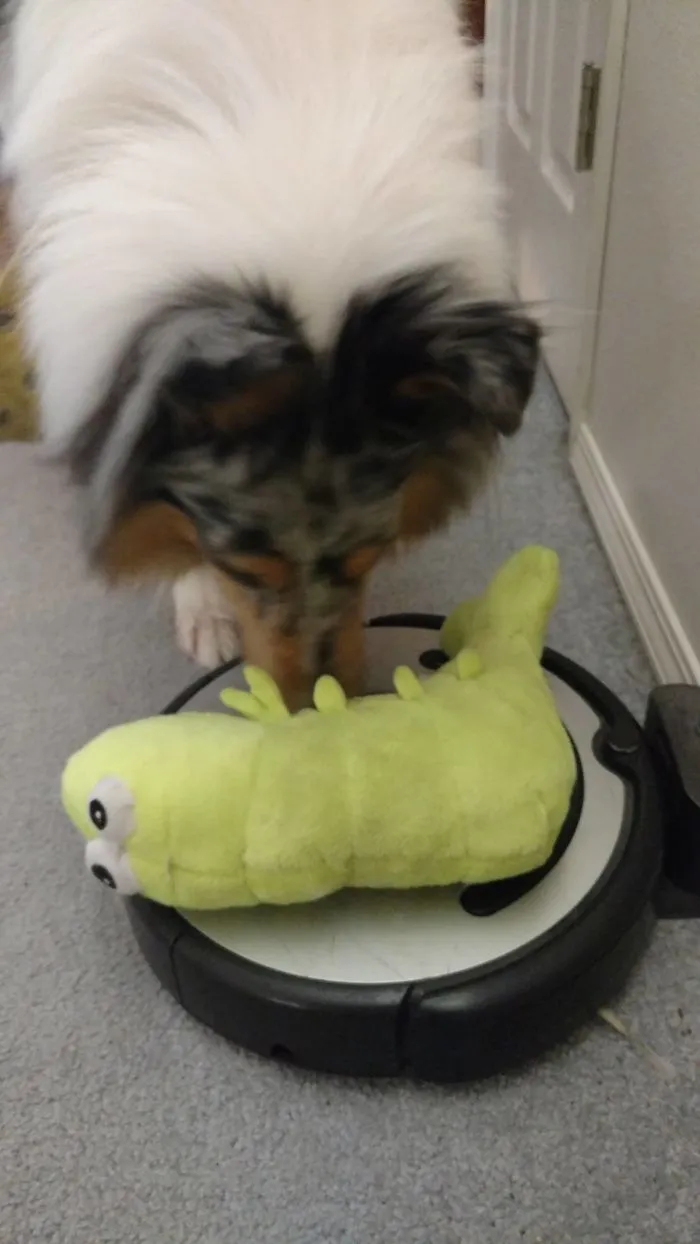 Se ha pasado 15 minutos esta mañana intentando que la roomba juegue con su peluche