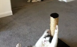 128 Times Cats Found Catnip, And Cat.exe Stopped Functioning
