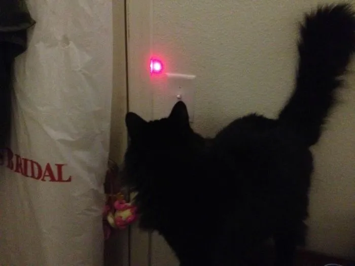 Wife And I Spend An Hour Trying To Get The Cat To Turn Off The Lights, So We Didn't Have To Get Out Of Bed