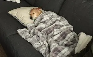 50 Hilarious Pics Of Dogs Acting Weird