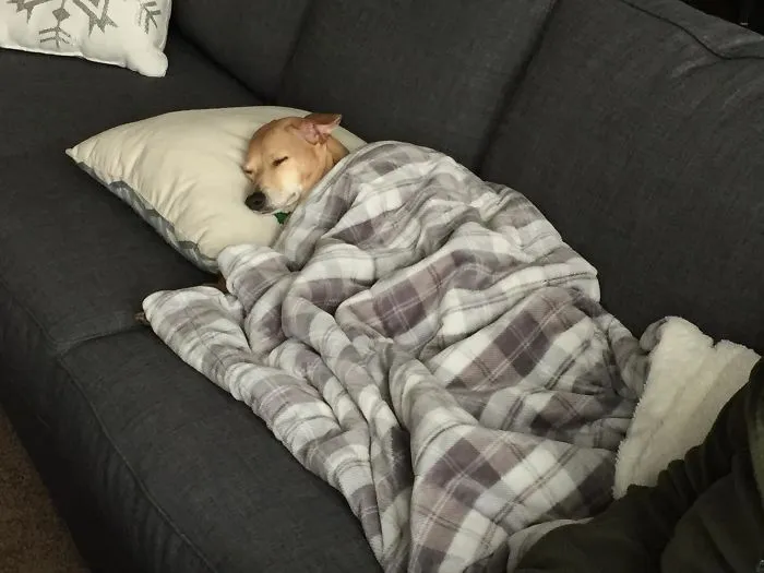 So I Walked Into The Great Room And Found My Dog Like This. This Isn't Staged, She Did This Herself. Clearly She's Learned From The Master (Me)