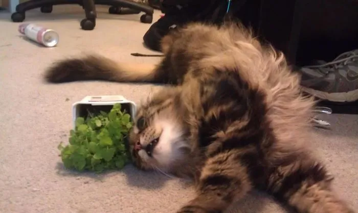 Cat Nip Orgasm