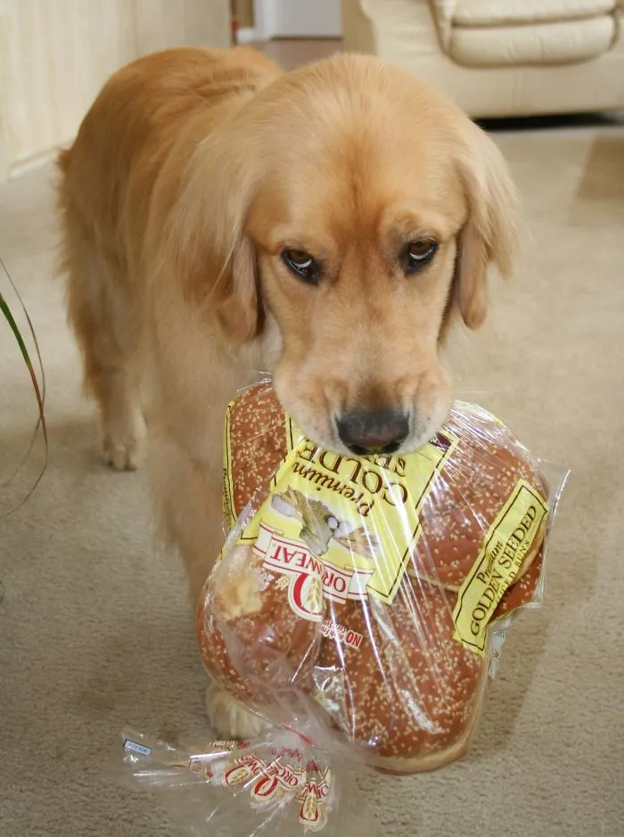 Mi perro siempre saca cosas de la despensa y las trae con esta cara