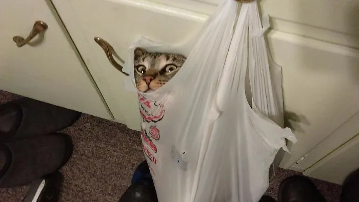 Al gato de mi esposa le encanta tomar hierba gatera y luego pasar el tiempo colgado en bolsas o maúlla incesantemente hasta lo consigue