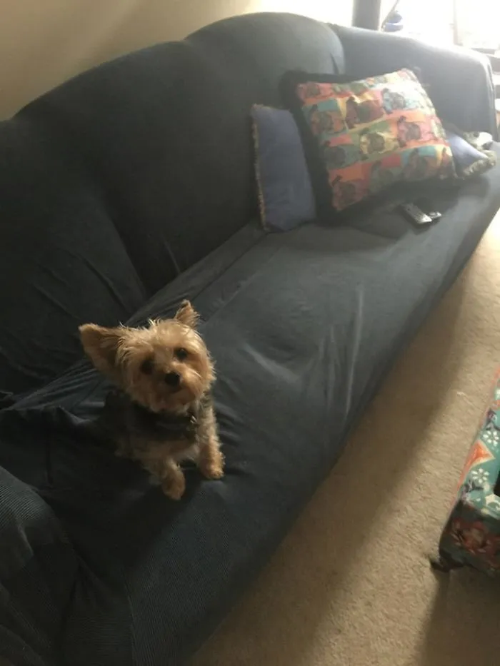Cuando me voy a trabajar le pongo la tele al perro. Esta semana estuve enfermo y me ha estado ladrando para que le ponga la tele