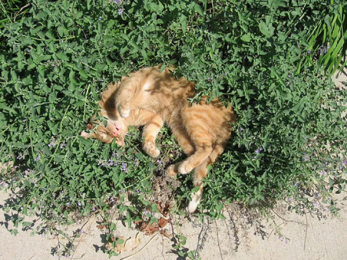 Too Much Cat Mint