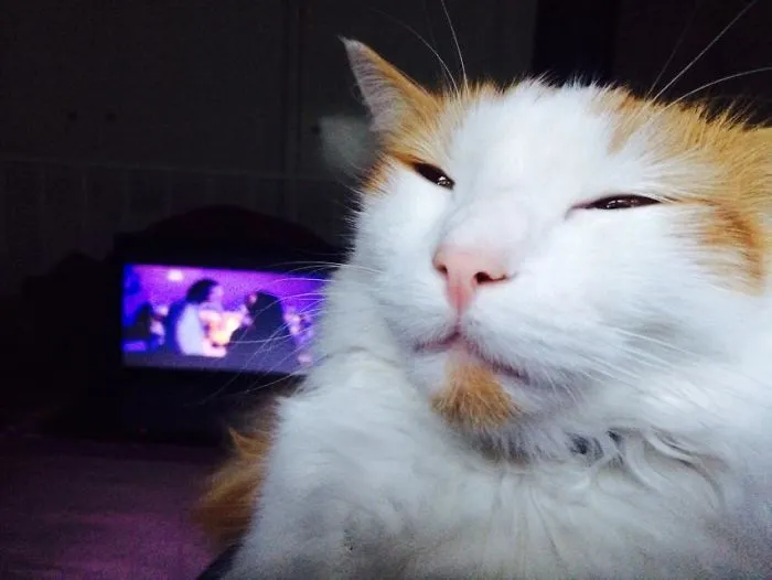Mi gato colocadísimo