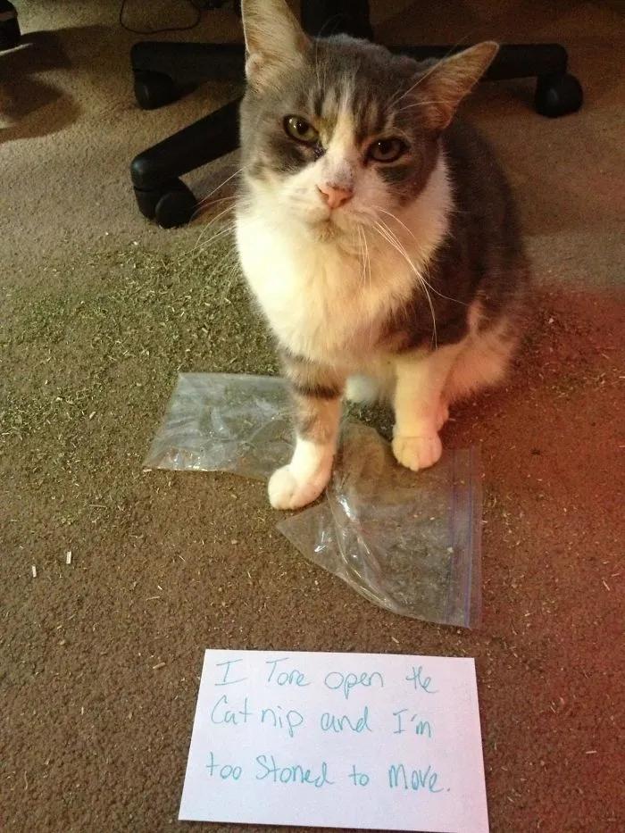 Cat Shaming: Drug Edition