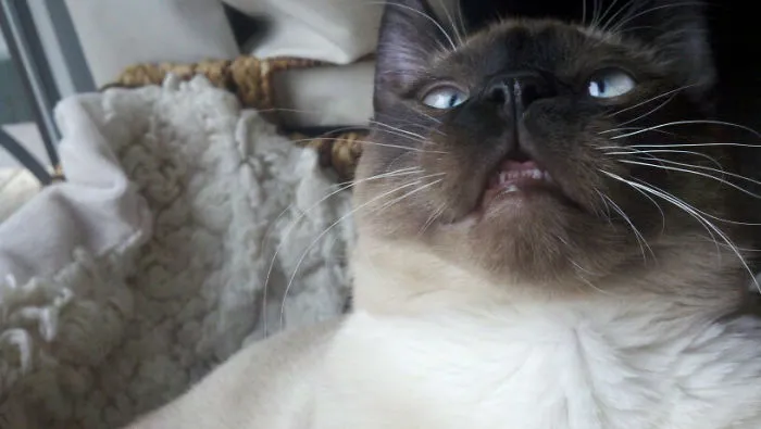 I Introduced My Cat To Catnip Today