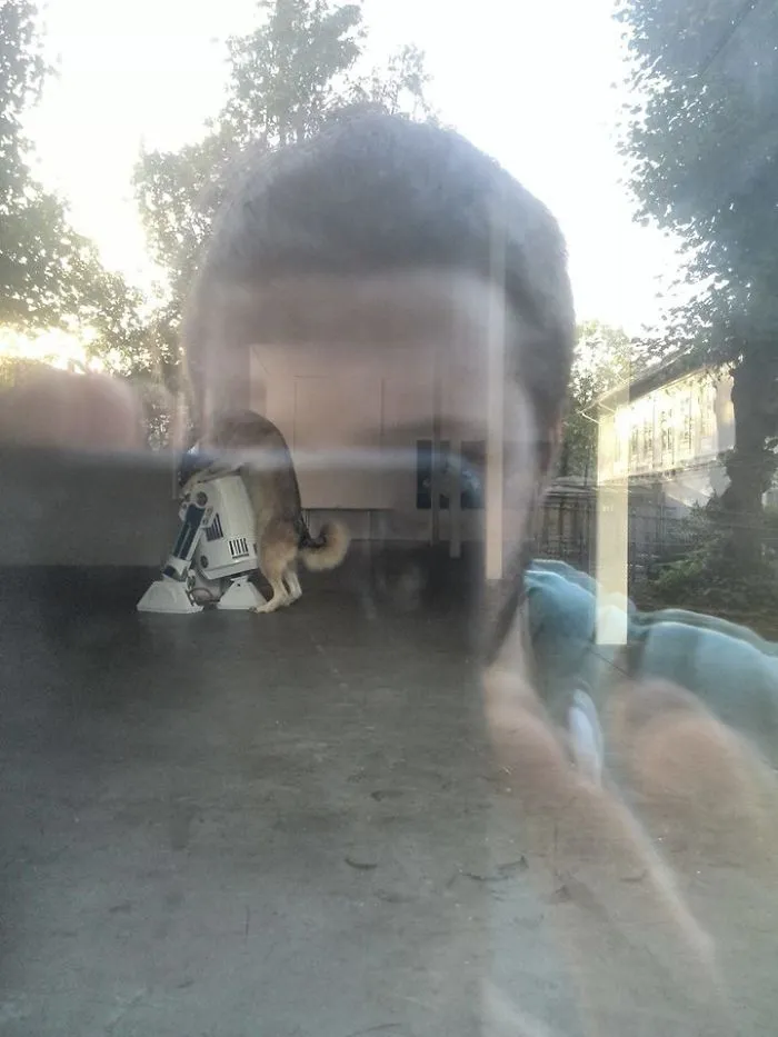 Un perro intentando tirarse a R2D2