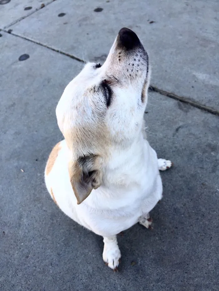 Este perro nos estaba siguiendo y cada vez que iba a acariciarlo miraba hacia otro lado simulando no verme