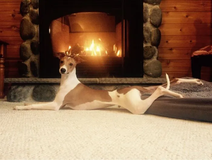 La foto de Tinder de mi perro