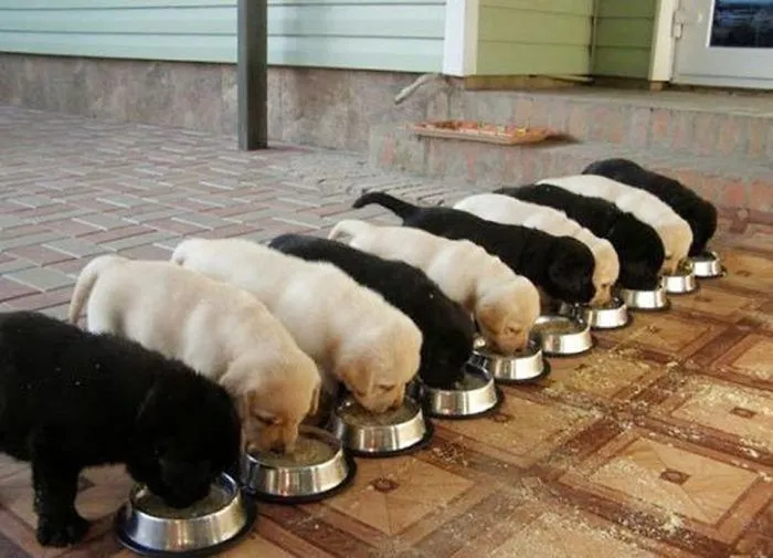 One Pup Out Of Place