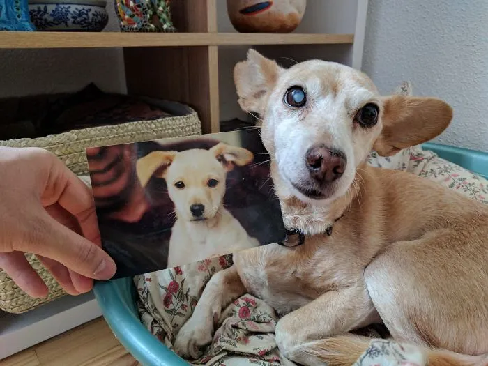 112 Dog Years