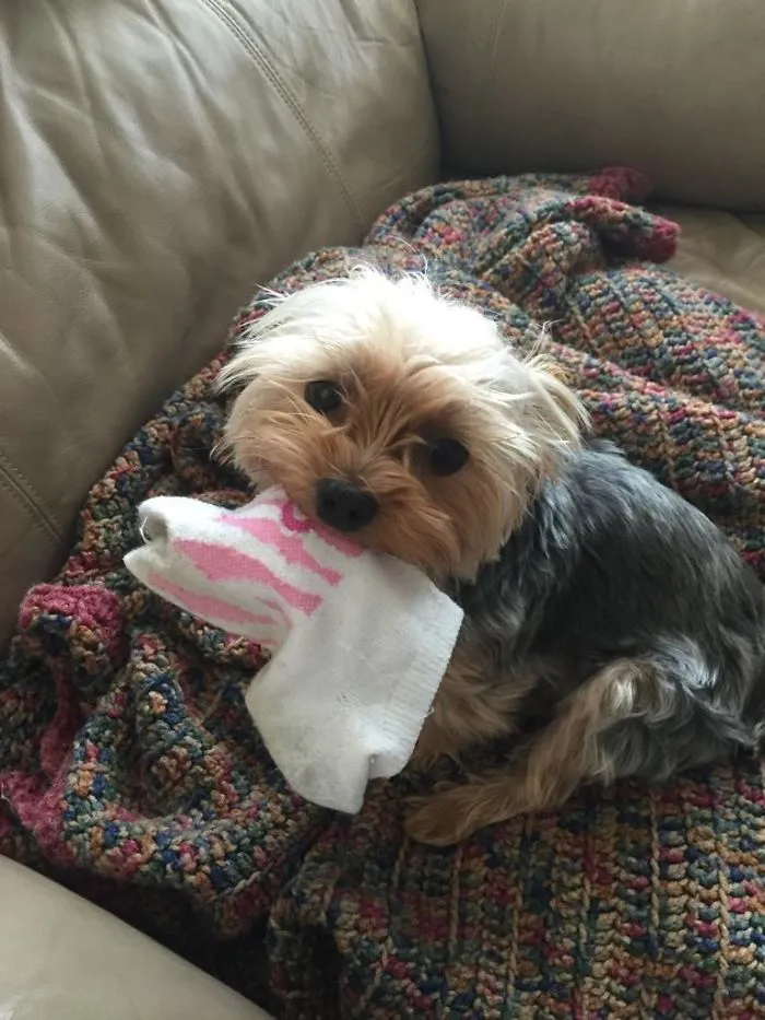 I Keep Finding Socks Around The House. Finally Caught Him In The Act