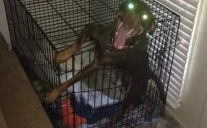 236 Times Pets Were Caught Red-Handed
