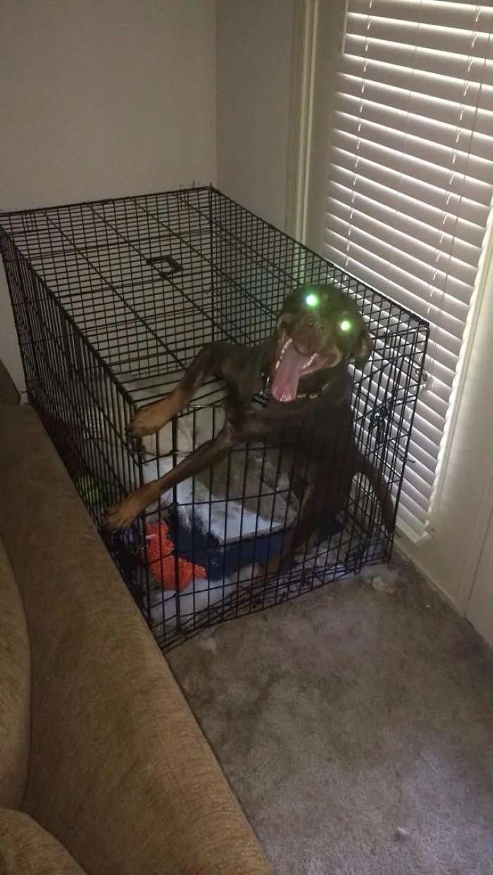 So I Finally Caught Him In The Act Of Escaping
