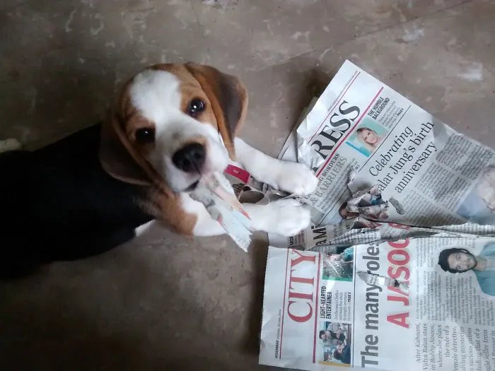 Guilty Face When Caught In The Act