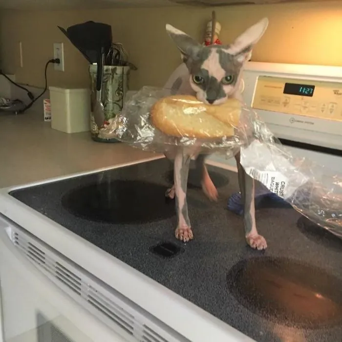 Caught In The Act