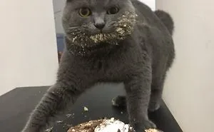 236 Times Pets Were Caught Red-Handed