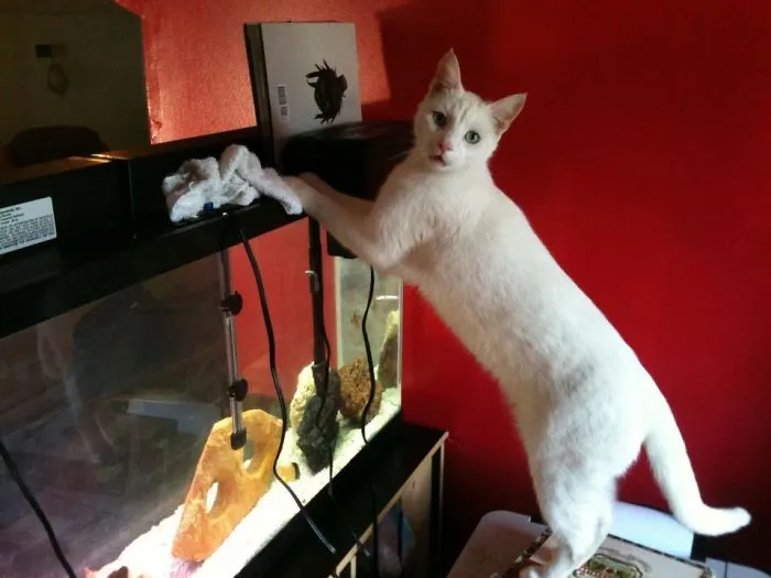 Caught Red Handed