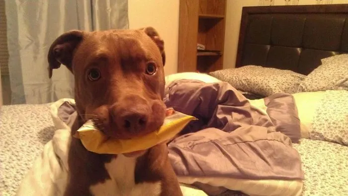 My Dog Snatched A Bag Of Lays From The Counter Top, And I Caught Her Red Handed