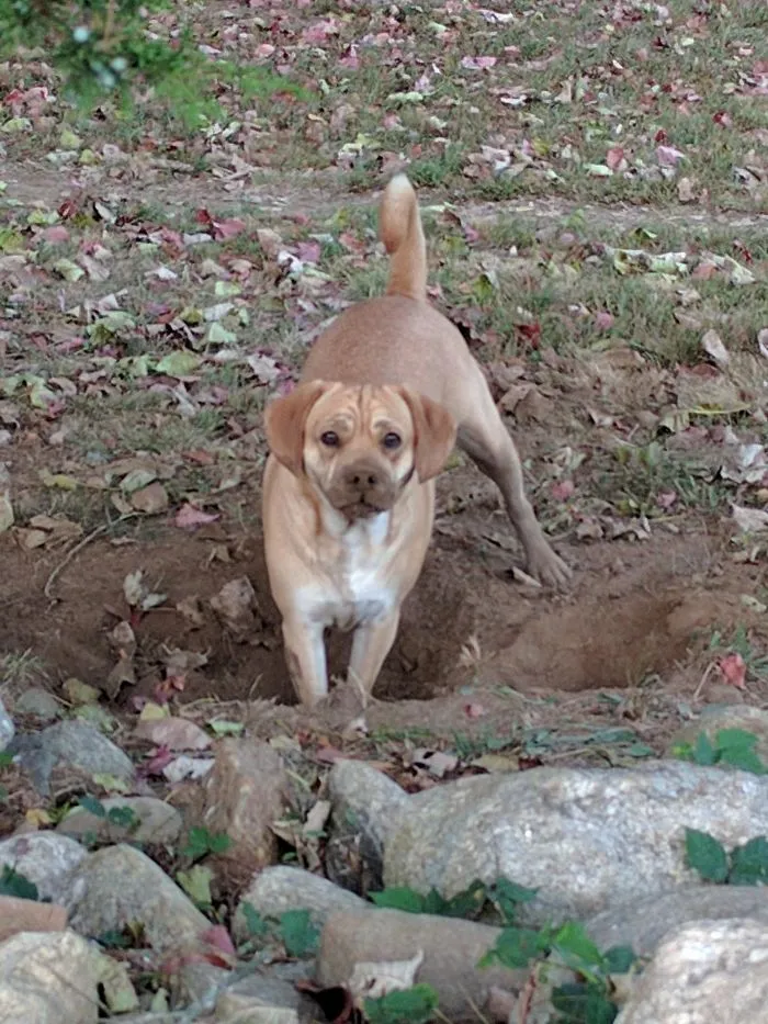 Caught Red Handed Digging In The Yard