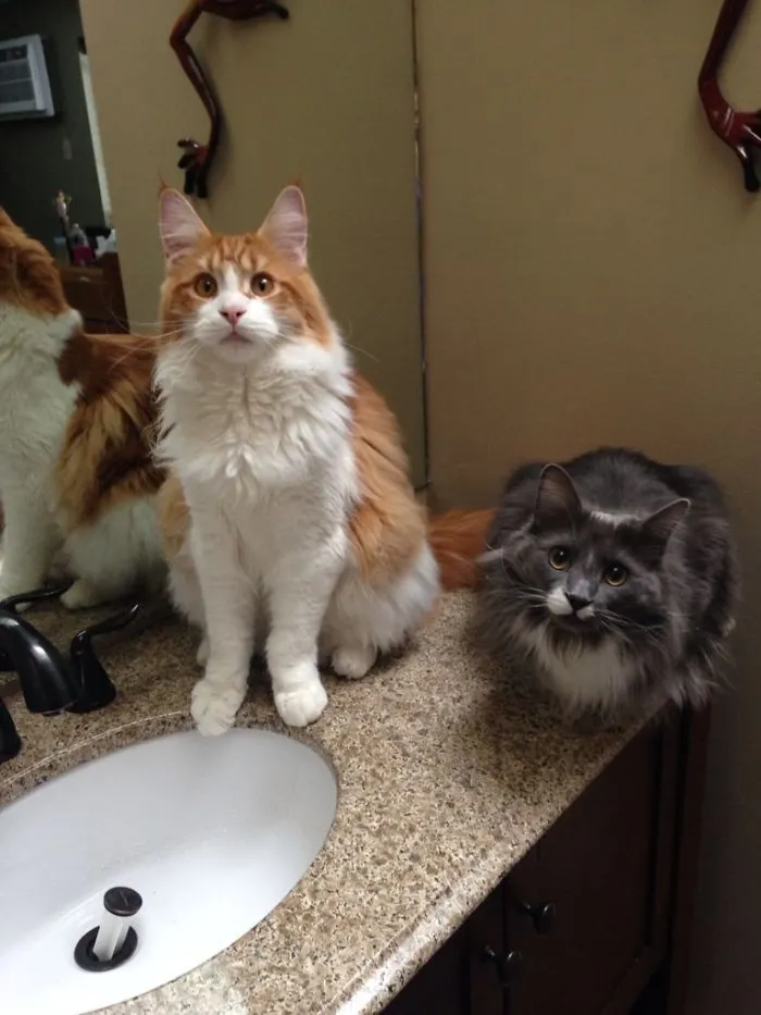 Couldn't Figure Out Who Kept Stealing The Sink Drain, Until I Saw This. Caught Red Handed