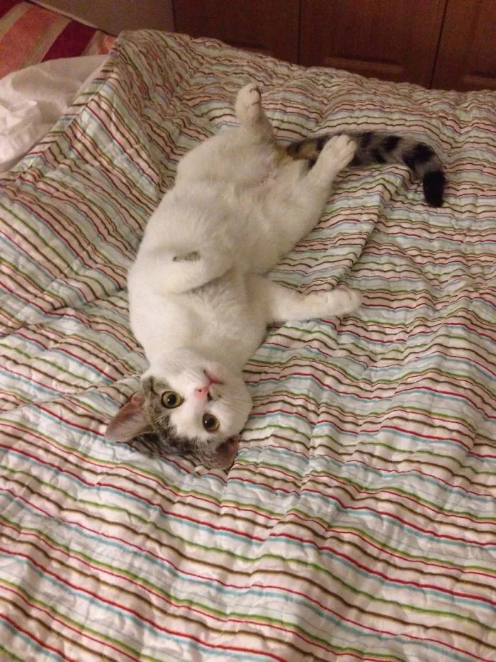 Cat Not Allowed On My Bed. Her Face When I Caught Her There