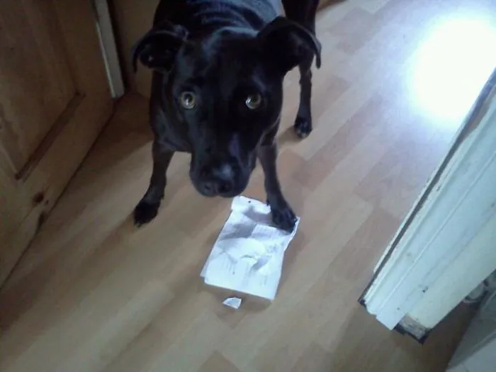 I Caught My Dog Eating My Brother's Homework