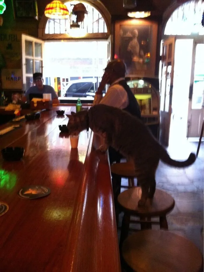 Bartender Just Poured This Cat A Shot Of Milk At The Bar In New Orleans
