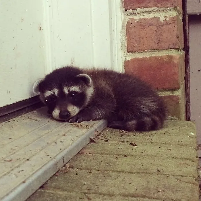 10+ Fotos de mapaches  que demuestran que son unos de los animales más adorables del mundo