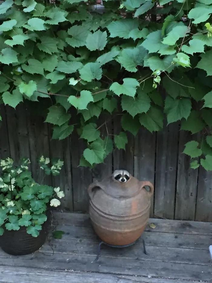 86 Trash Panda Pics That Prove They're The Cutest Animal In The World