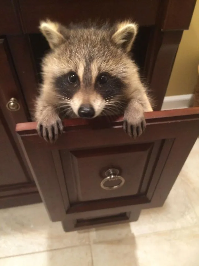 86 Trash Panda Pics That Prove They're The Cutest Animal In The World