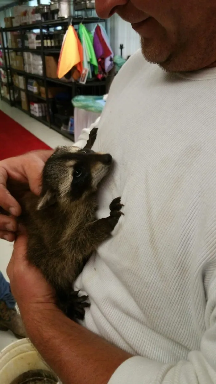 86 Trash Panda Pics That Prove They're The Cutest Animal In The World