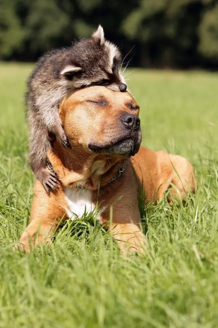 10+ Fotos de mapaches  que demuestran que son unos de los animales más adorables del mundo