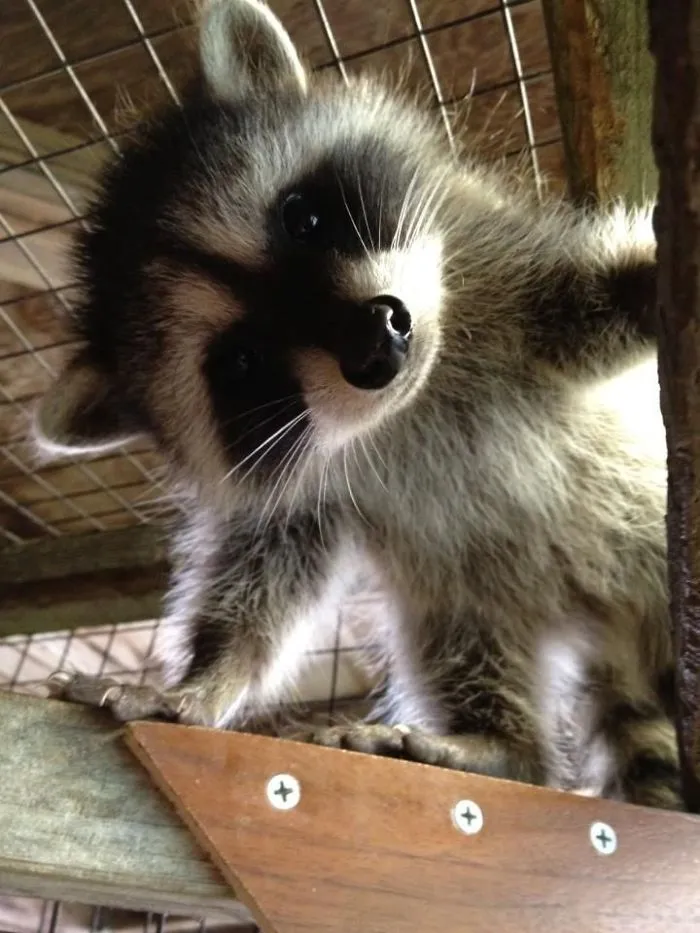 86 Trash Panda Pics That Prove They're The Cutest Animal In The World