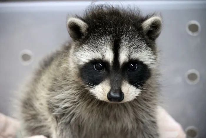86 Trash Panda Pics That Prove They're The Cutest Animal In The World