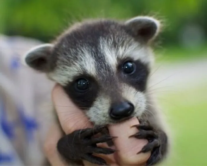 86 Trash Panda Pics That Prove They're The Cutest Animal In The World